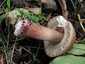 Piruló galóca (Amanita rubescens), Pilis